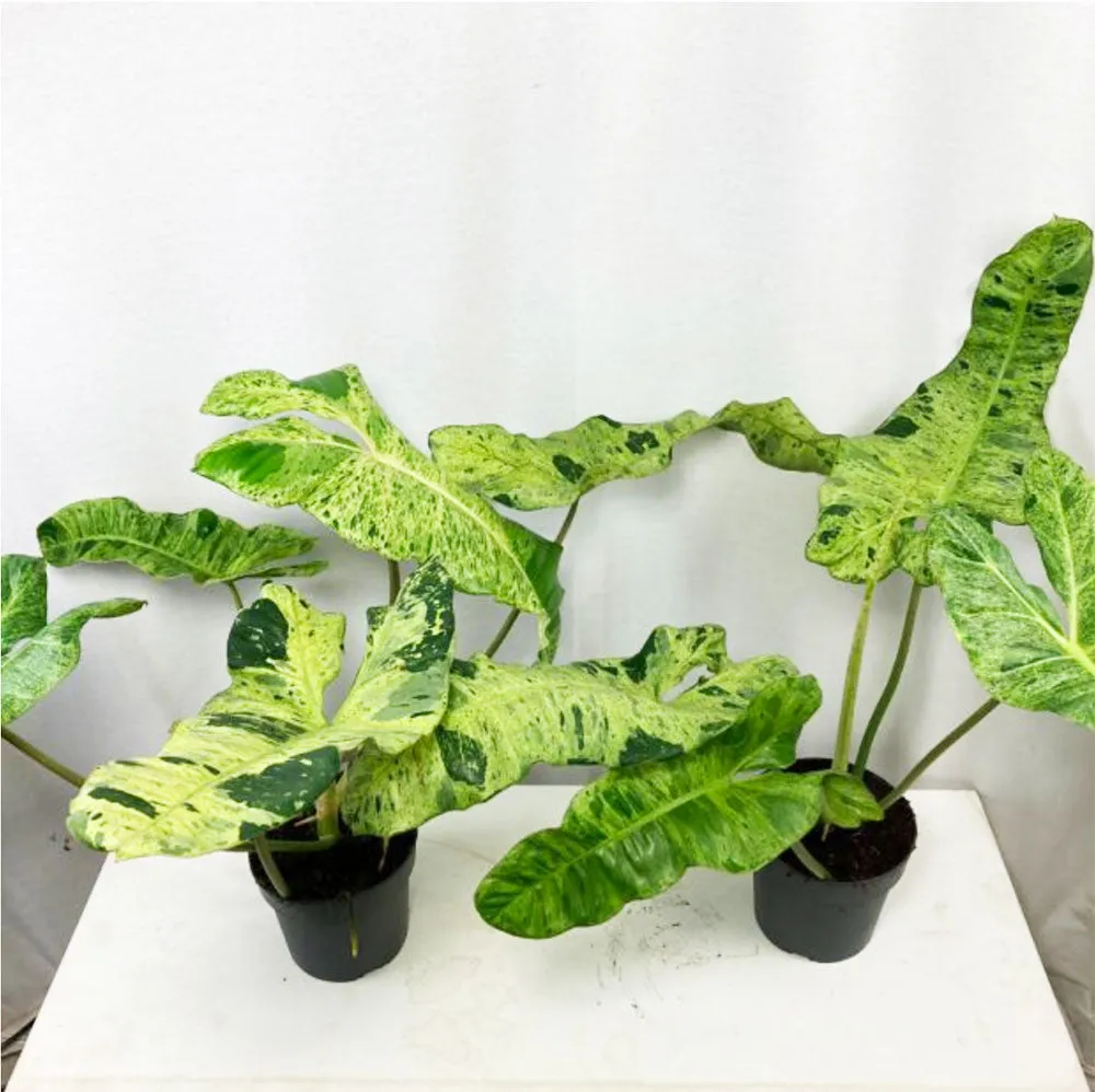 55 - 65cm Philodendron Paraiso Verde 17cm Pot