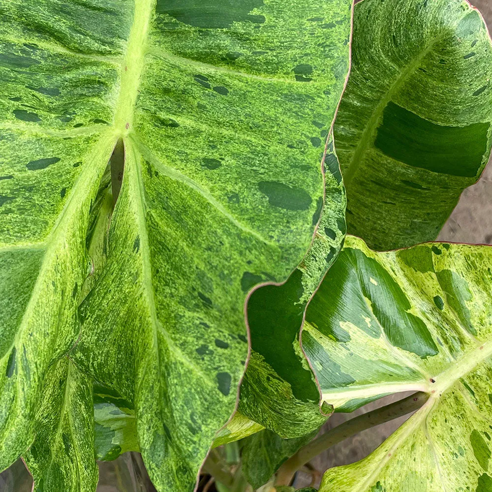 55 - 65cm Philodendron Paraiso Verde 17cm Pot