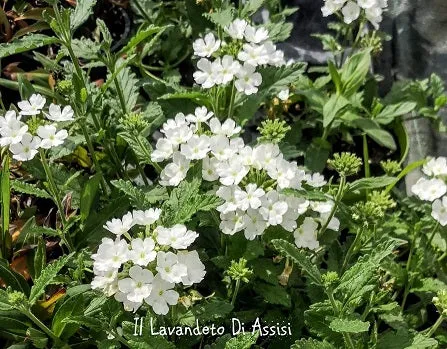 Verbena bianca